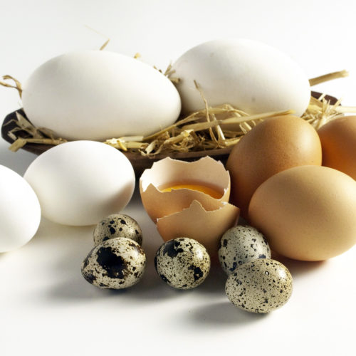Alternativen bei Hühnerei-Allergie | wie gehe ich mit Eiern anderer Vögel um | Berechnung von Eimengen | viele Informationen rund um Eier