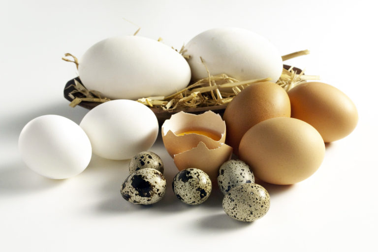 Alternativen bei Hühnerei-Allergie | wie gehe ich mit Eiern anderer Vögel um | Berechnung von Eimengen | viele Informationen rund um Eier
