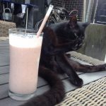 Neue Kategorie: Smoothies, Shakes, ... + Mini-Erfahrungsbericht 28 Shake Gallery 1 5kochtrotzt-rezepte