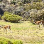 Mein Reisebericht zu unserer Südamerika-Reise - die Kap Horn Kreuzfahrt - Teil 2 33 buenos aires 2016 reisebericht kreuzfahrt kap horn chile 54 2kochtrotzt-rezepte