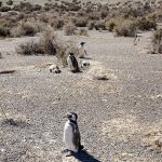 Mein Reisebericht zu unserer Südamerika-Reise - die Kap Horn Kreuzfahrt - Teil 2 36 buenos aires 2016 reisebericht kreuzfahrt kap horn chile 57kochtrotzt-rezepte