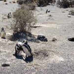 Mein Reisebericht zu unserer Südamerika-Reise - die Kap Horn Kreuzfahrt - Teil 2 37 buenos aires 2016 reisebericht kreuzfahrt kap horn chile 58kochtrotzt-rezepte