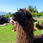Mein Reisebericht zu unserer Südamerika-Reise - die Kap Horn Kreuzfahrt - Teil 2 117 buenos aires 2016 sonycam reisebericht kreuzfahrt kap horn chile 53kochtrotzt-rezepte