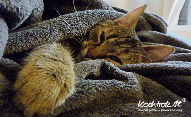 Miu - unser sensibles Katzenmädchen Miu - unser sensibles Katzenmädchen