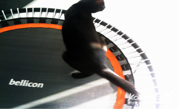 Kater Neko auf dem bellicon