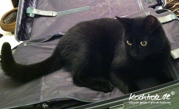 Neko - jedes Mal wenn der Koffer gepackt wird, streikt er und setzt sich in den Koffer. Neko - jedes Mal wenn der Koffer gepackt wird, streikt er und setzt sich in den Koffer.