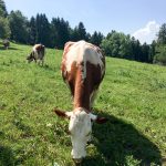 Mein Besuch bei LAC lactosefrei | Schwarzwaldmilch GmbH | Freiburg