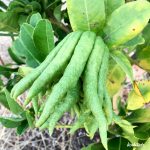 Reisebericht Mallorca 2016 - Juni + September 30 Reisebericht Mallorca 2016