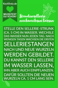 Home 21 Staudensellerie nachwachsen lassen