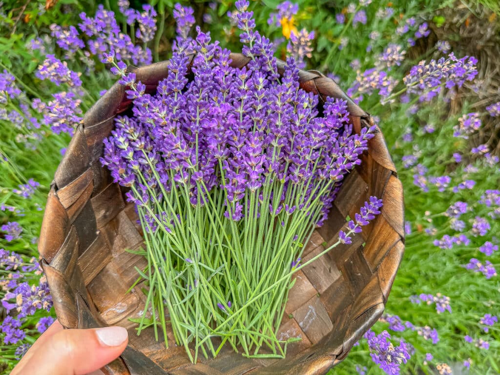 Lavendeleis selber machen – für Ninja Creami, Deluxe & Eismaschine 1 Lavendeleis Rezept Ninja Creami oder Eismaschine