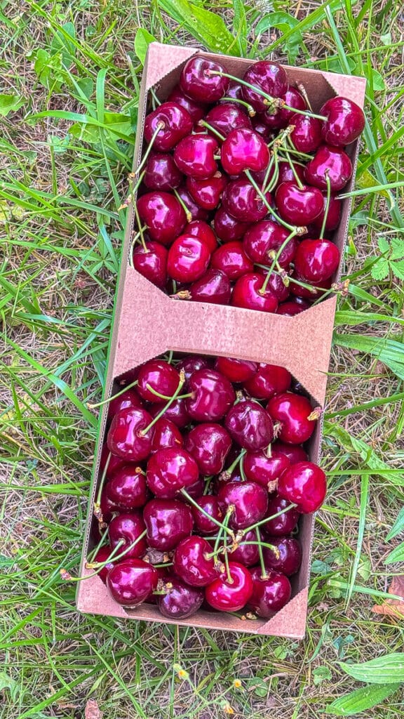 🍒 Kirsch-Streuselkuchen – mit Quarkstreuseln & Keksteig 1 Kirschen vom Bodensee